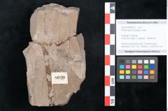 Foto (Objekt + Etikett) von Andromeda protogaea Unger (NHMW-GEO-2024-0188-8020)